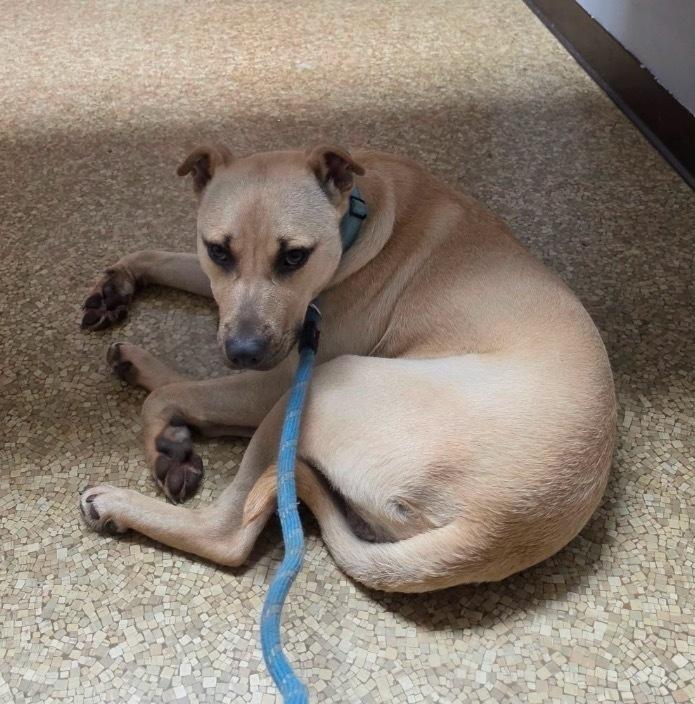 Enlarge Haywood, a Adoptable mixed breed in Boston, MA image 5/6