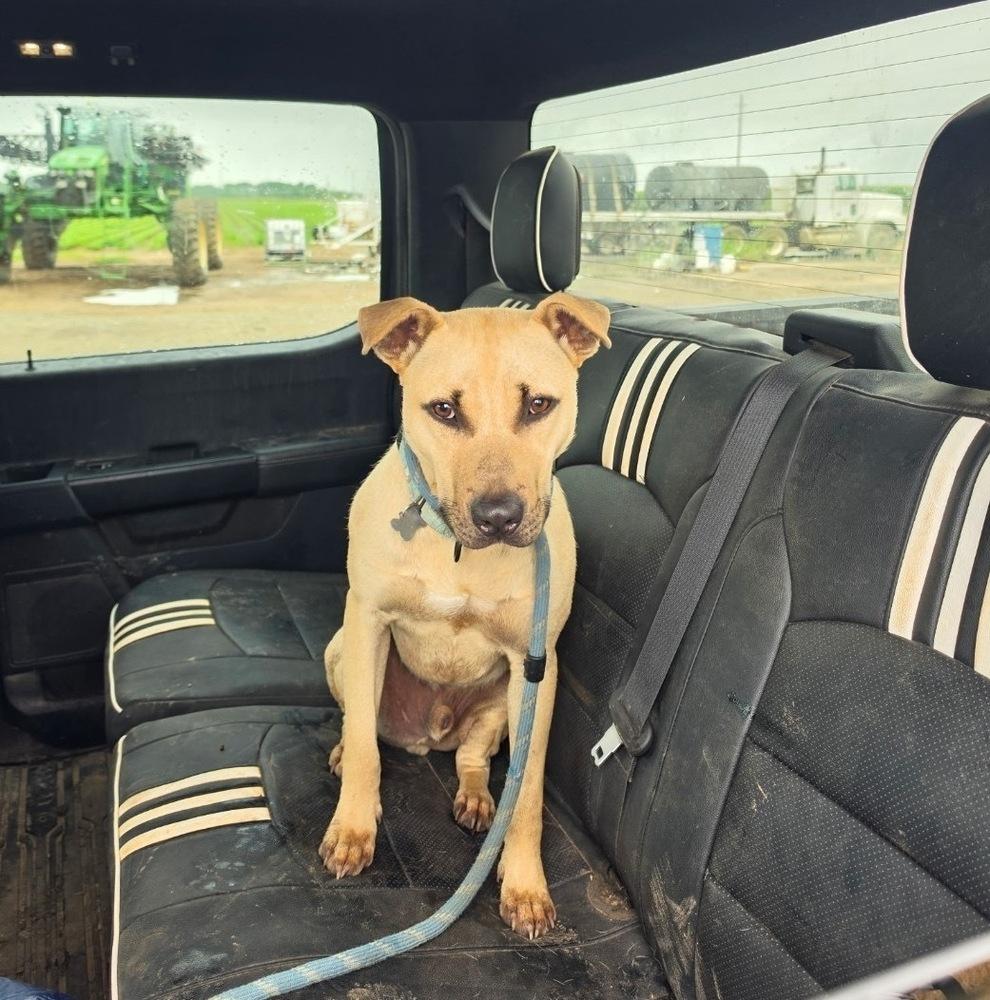 Enlarge Haywood, a Adoptable mixed breed in Boston, MA image 6/6