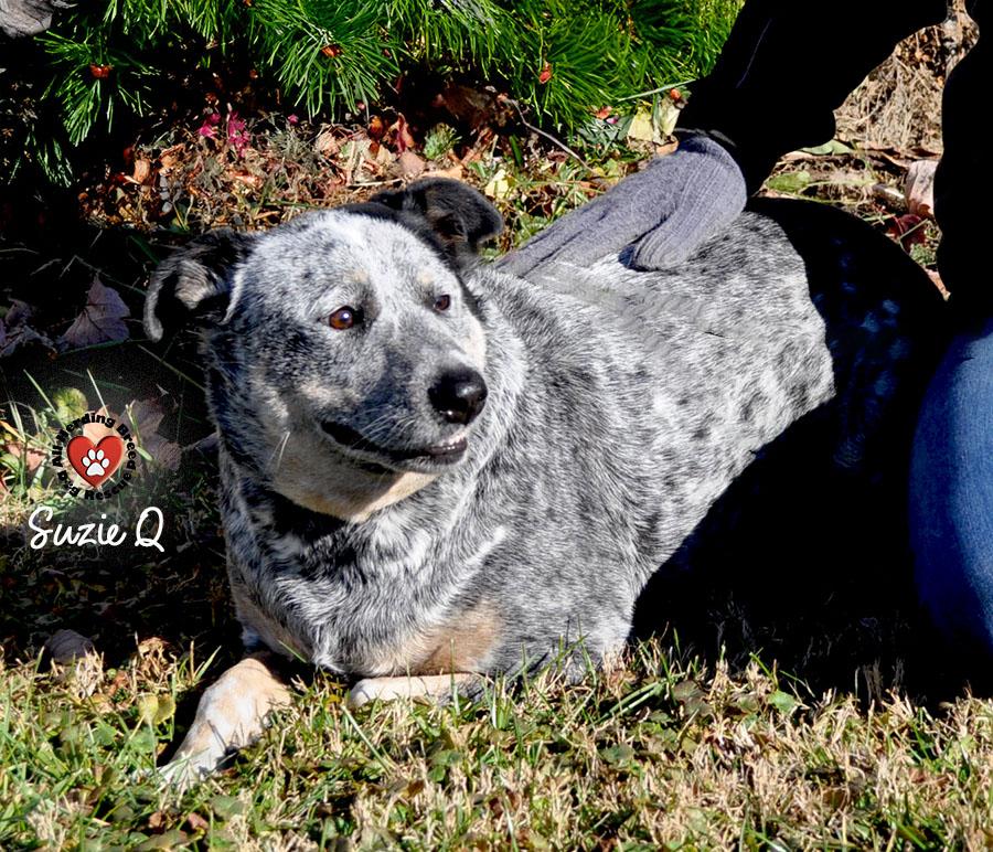 Enlarge Susie Q, a other Cattle Dog in Joliet, IL image 1/4