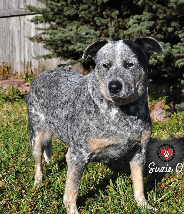 Enlarge Susie Q, a other Cattle Dog in Joliet, IL image 2/4