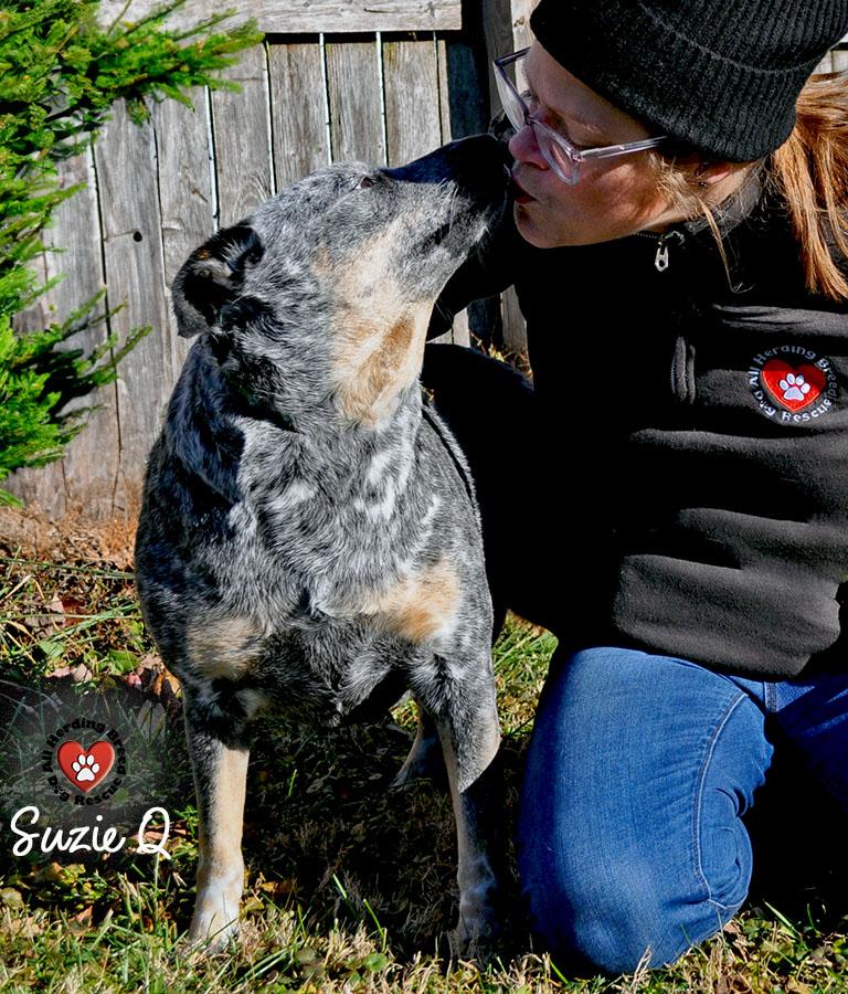 Enlarge Susie Q, a other Cattle Dog in Joliet, IL image 3/4