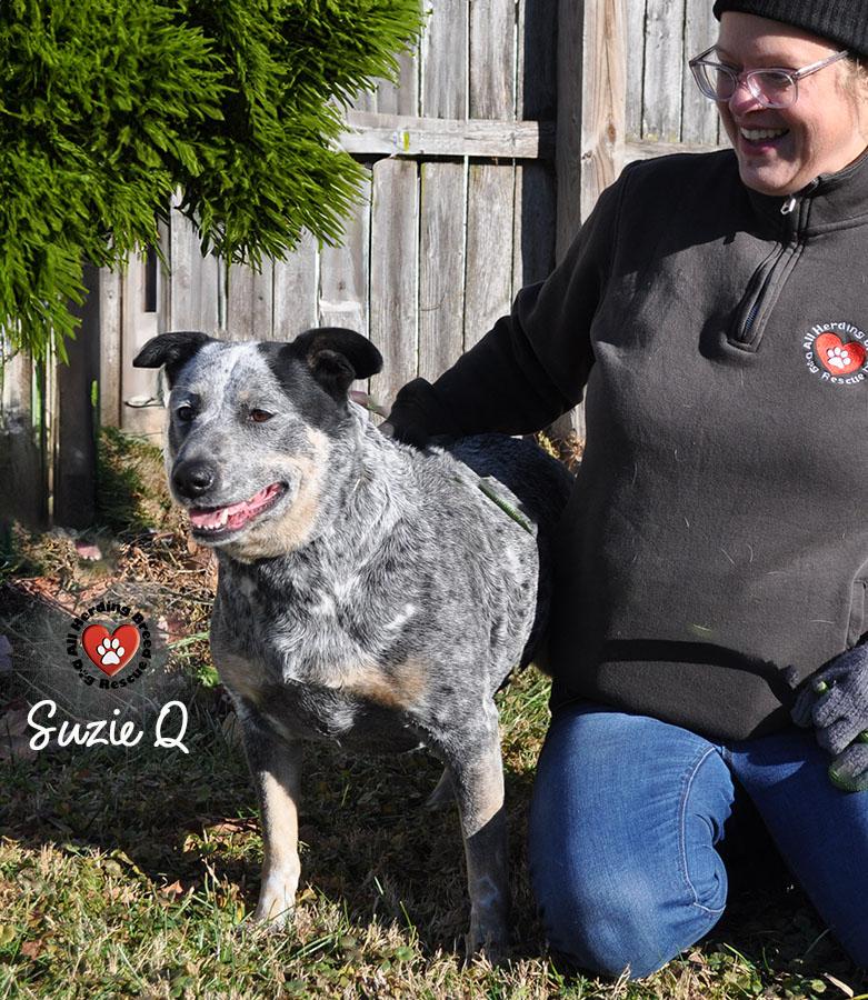 Enlarge Susie Q, a other Cattle Dog in Joliet, IL image 4/4