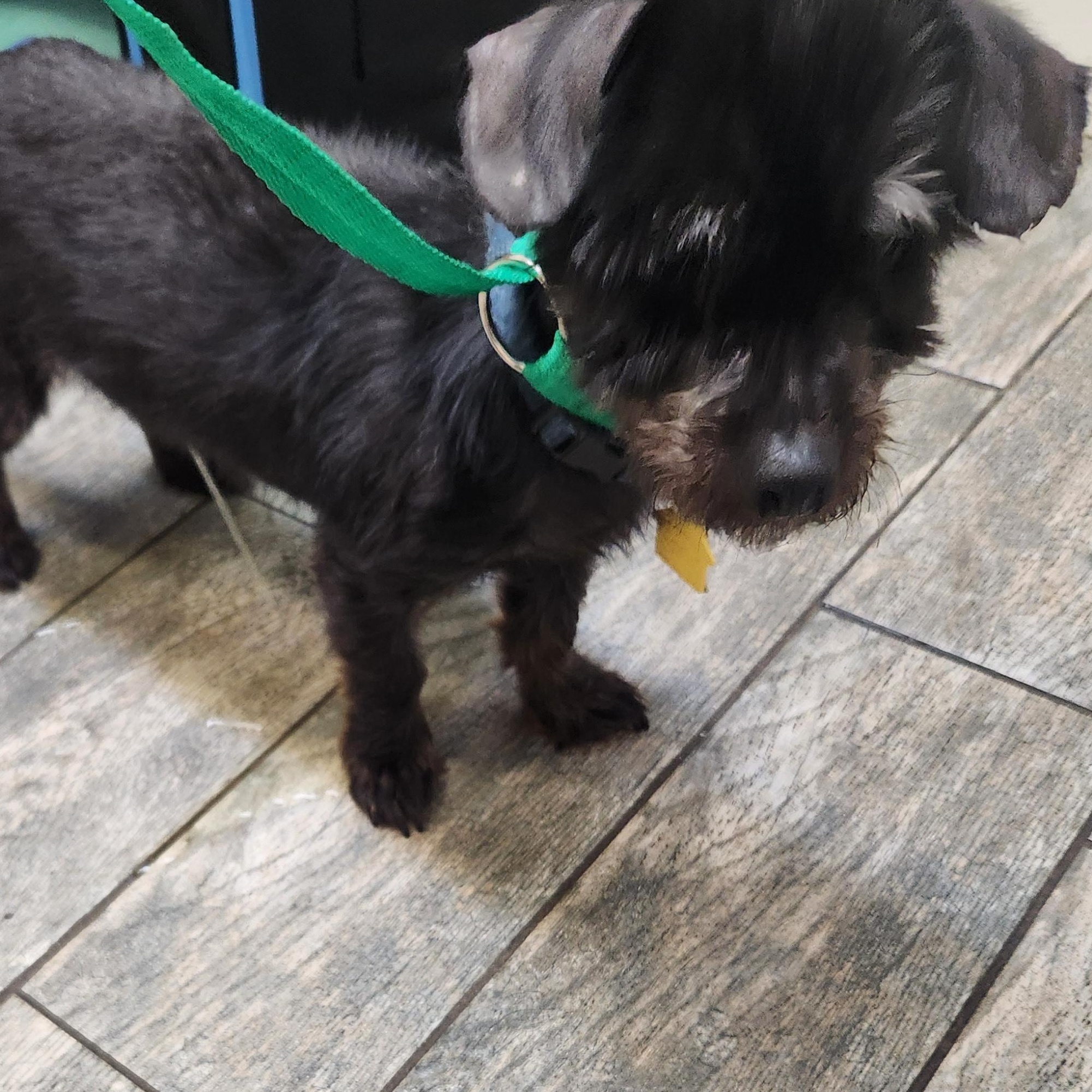 Enlarge SHERMAN, a Adoptable Mixed Breed in ROWLETT, TX image 3/4