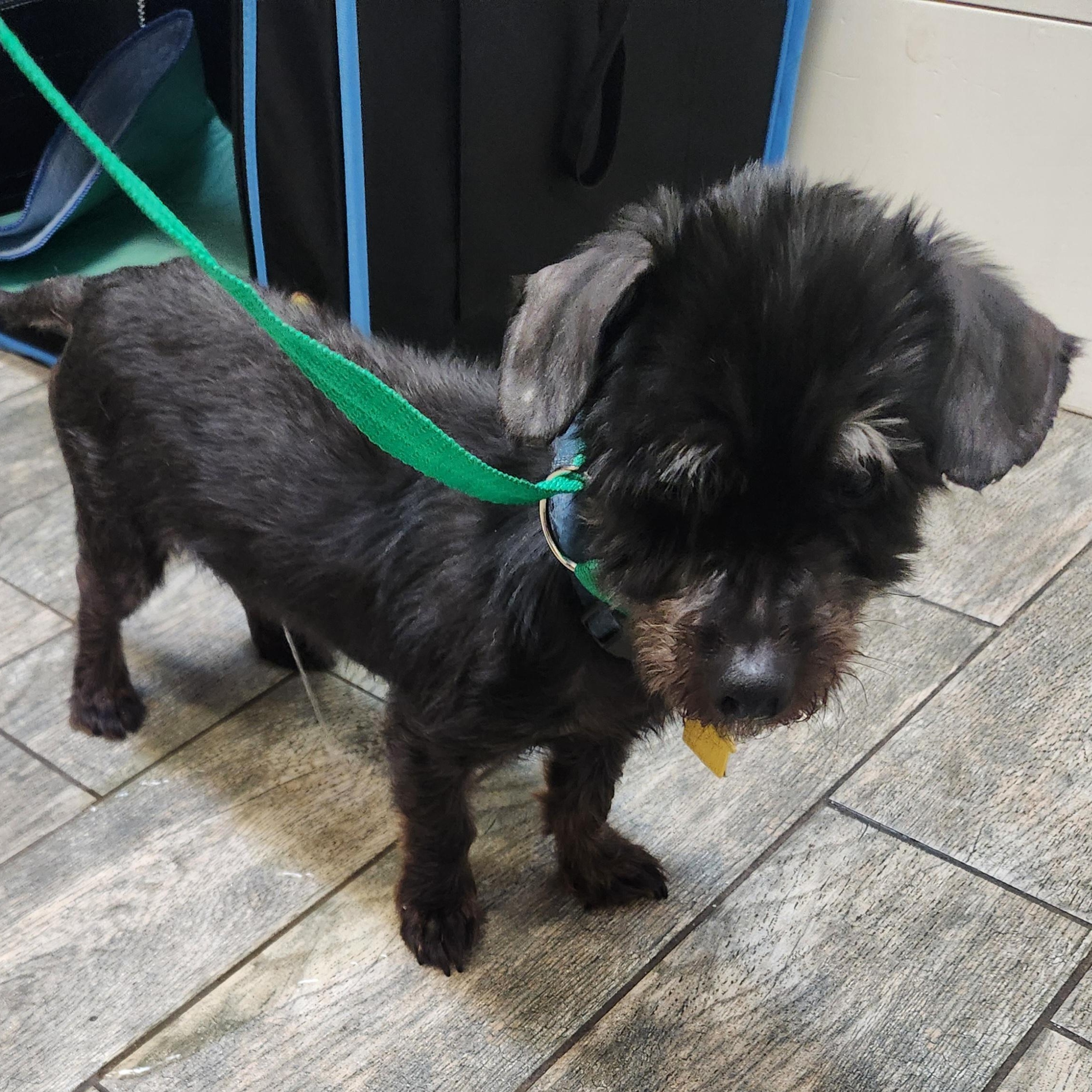 SHERMAN, Adoptable, Senior Male Mixed Breed.