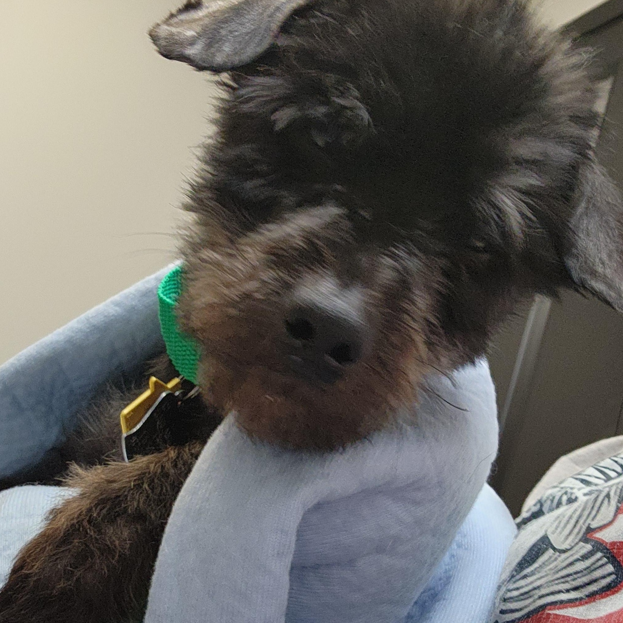 Enlarge SHERMAN, a Adoptable Mixed Breed in ROWLETT, TX image 2/4