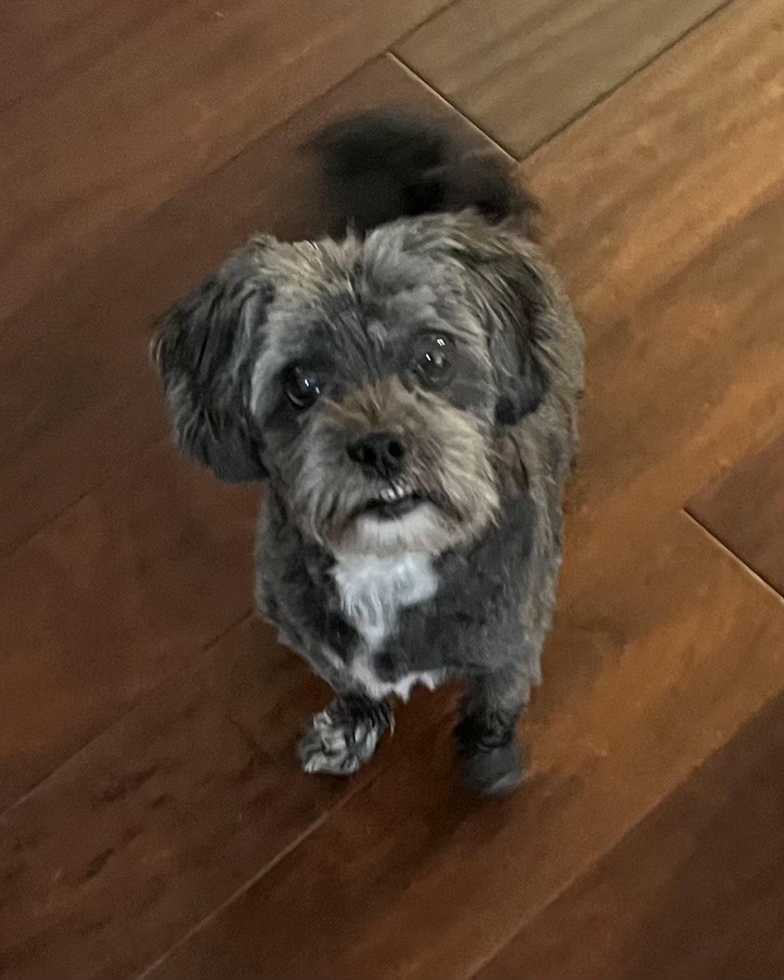 Walter, Adoptable, Senior Male Shih Tzu & Poodle.