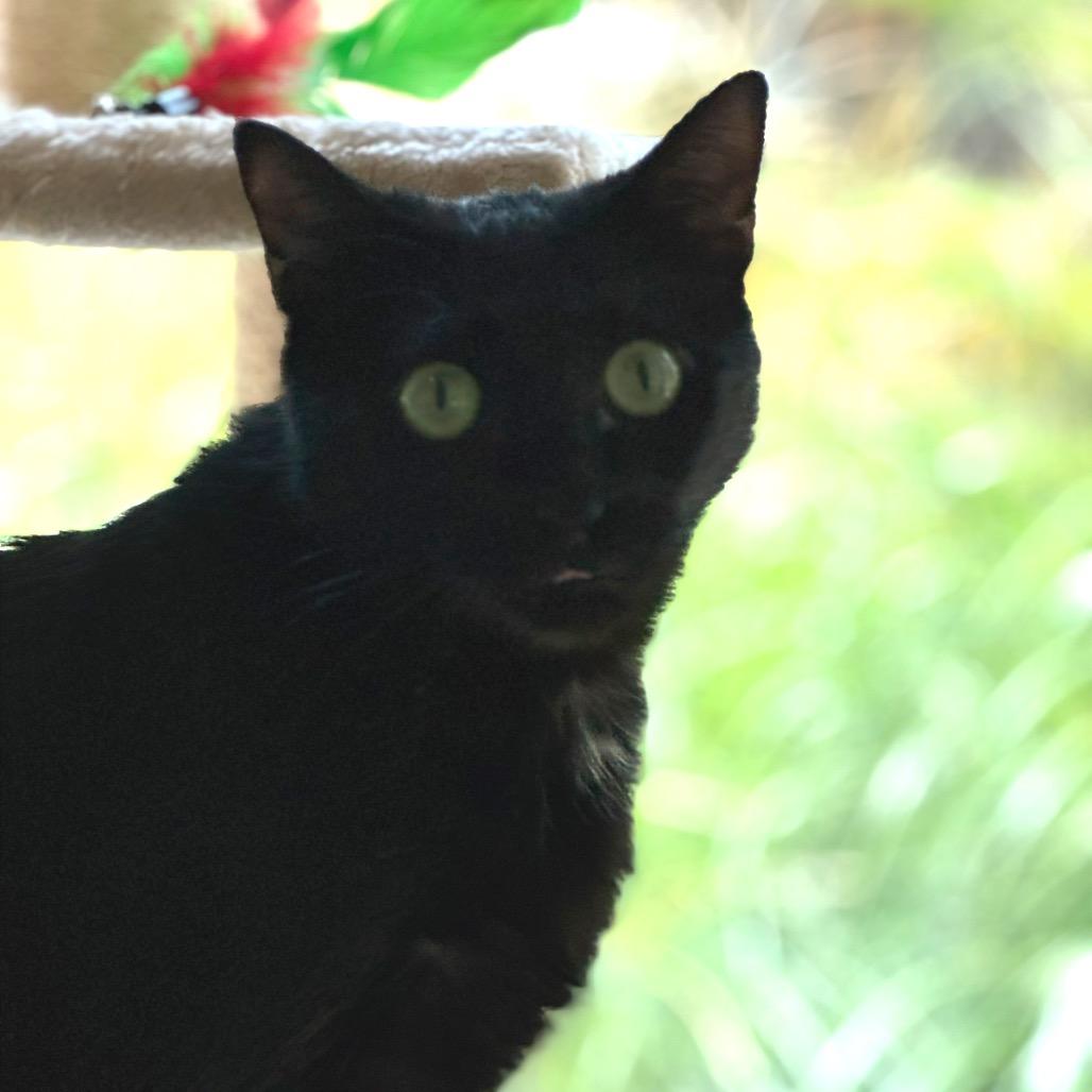 Lexi 2 — thumbnail 5