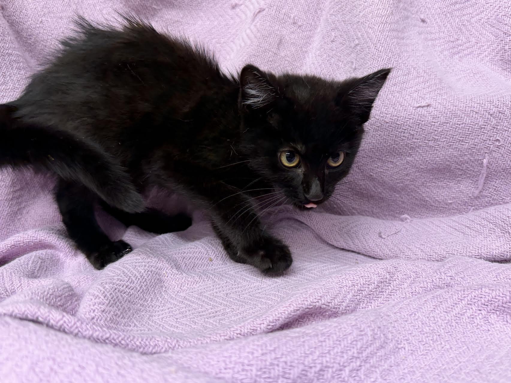 Enlarge Flower, a ADOPTABLE Domestic Short Hair in Oakdale, CA image 1/1