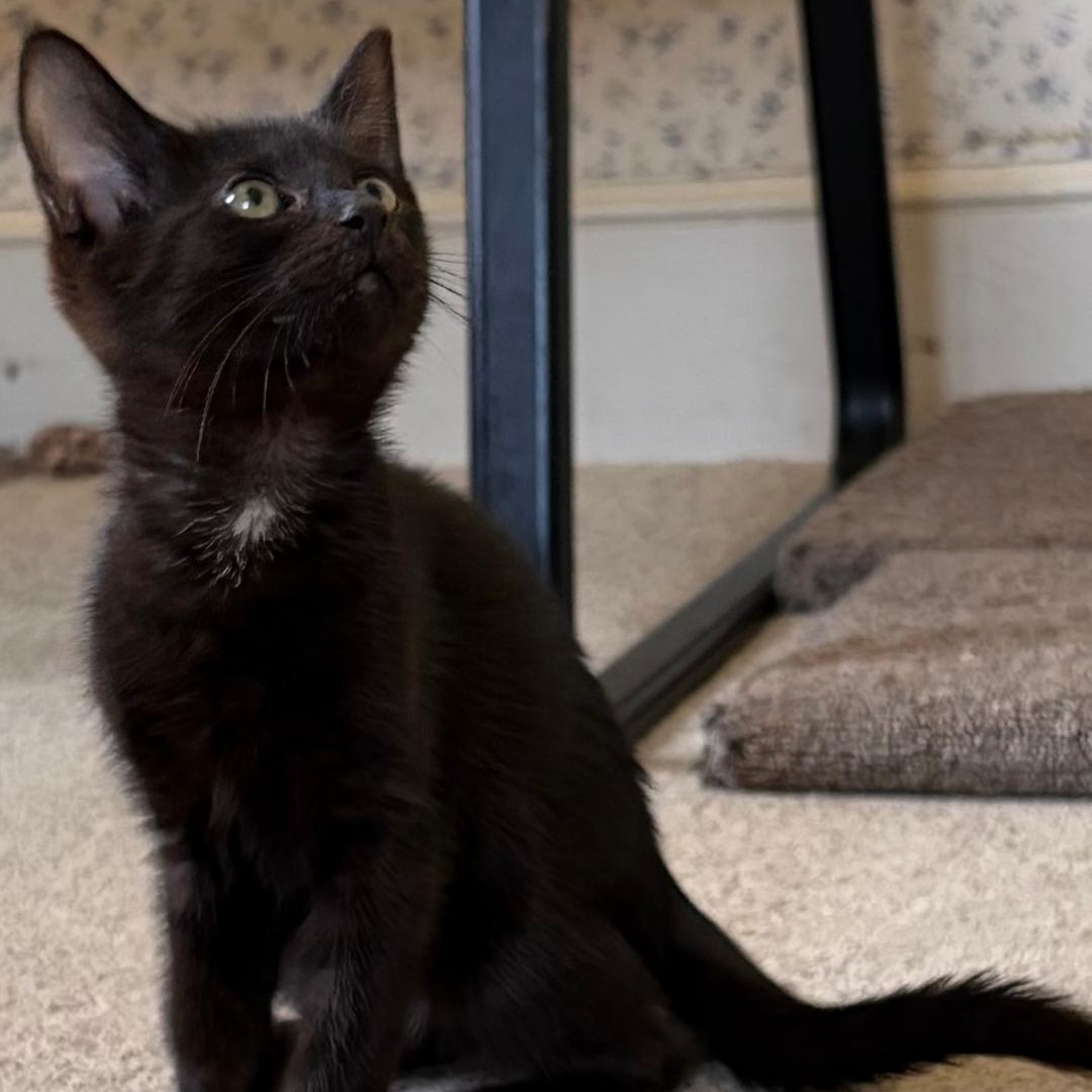 Asher, ADOPTABLE, Kitten Male Domestic Short Hair.