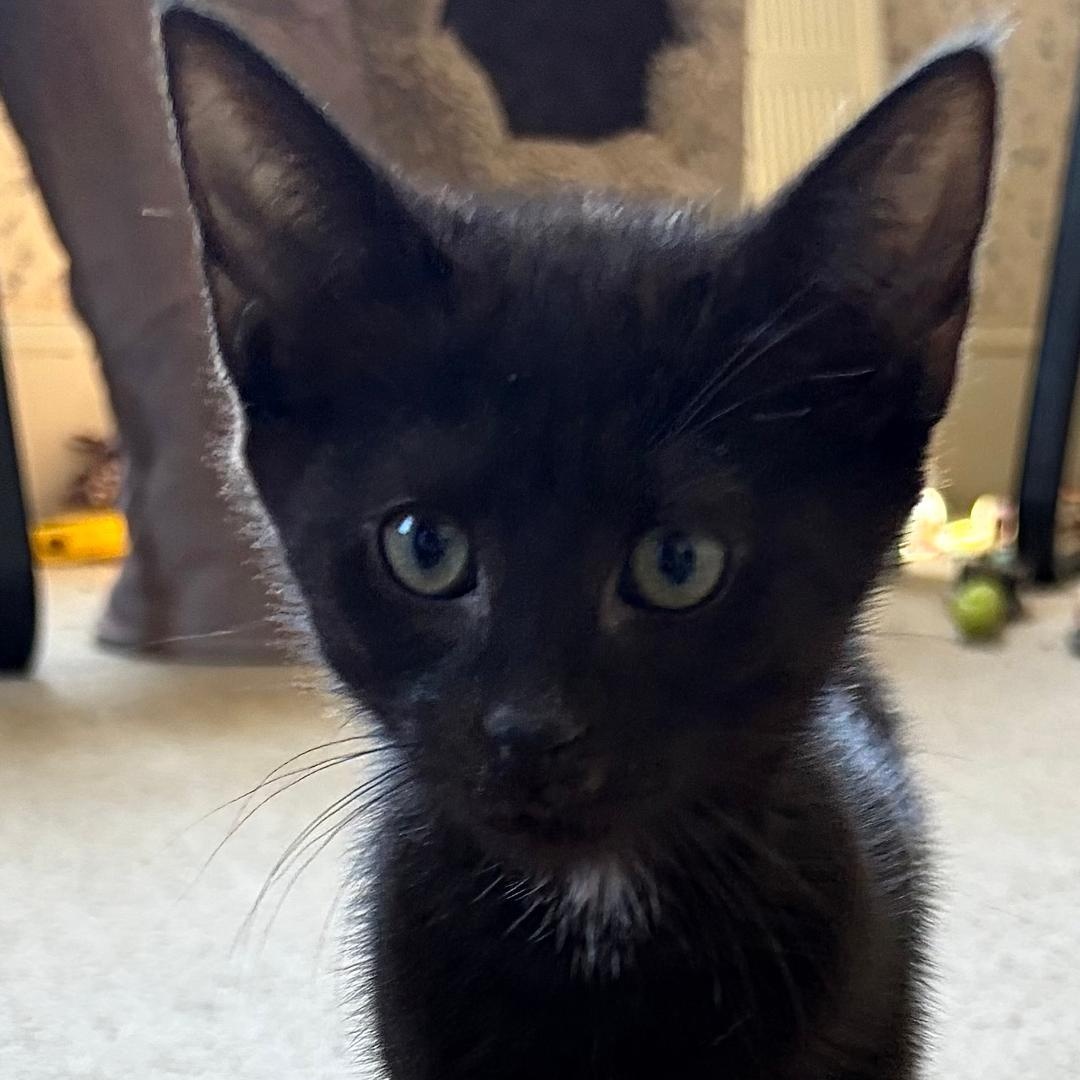 Asher, a ADOPTABLE Domestic Short Hair in Central Falls, RI image 3/6