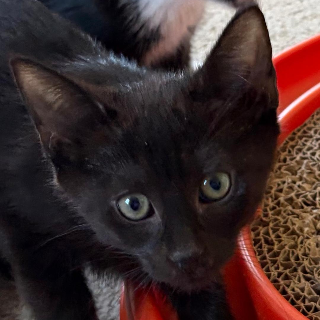 Asher, a ADOPTABLE Domestic Short Hair in Central Falls, RI image 4/6