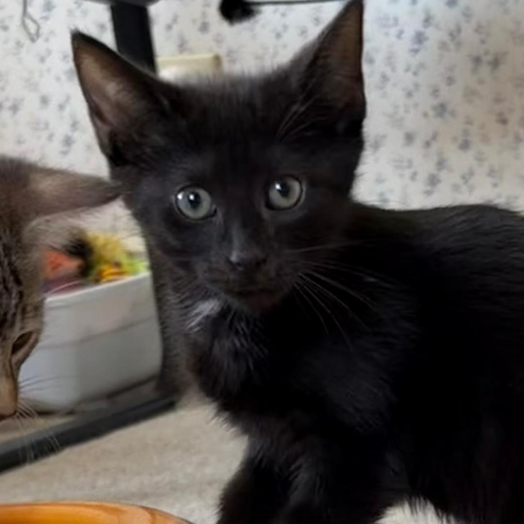 Asher, a ADOPTABLE Domestic Short Hair in Central Falls, RI image 2/6