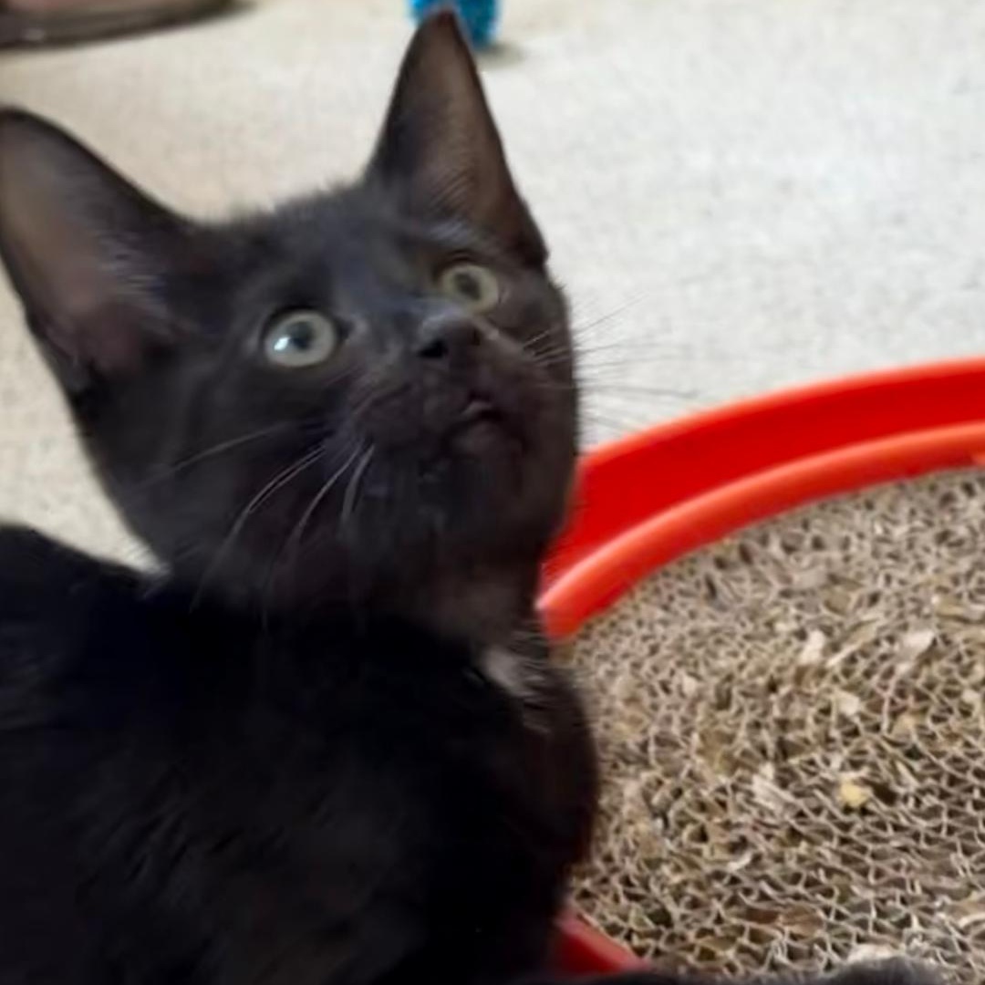 Asher, a ADOPTABLE Domestic Short Hair in Central Falls, RI image 6/6