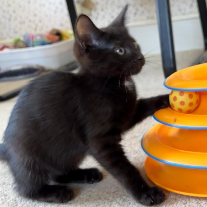 Asher, a ADOPTABLE Domestic Short Hair in Central Falls, RI image 5/6