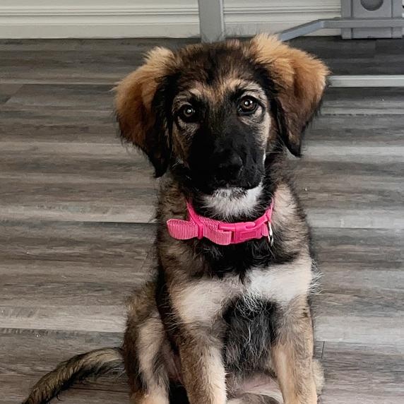 Sadie