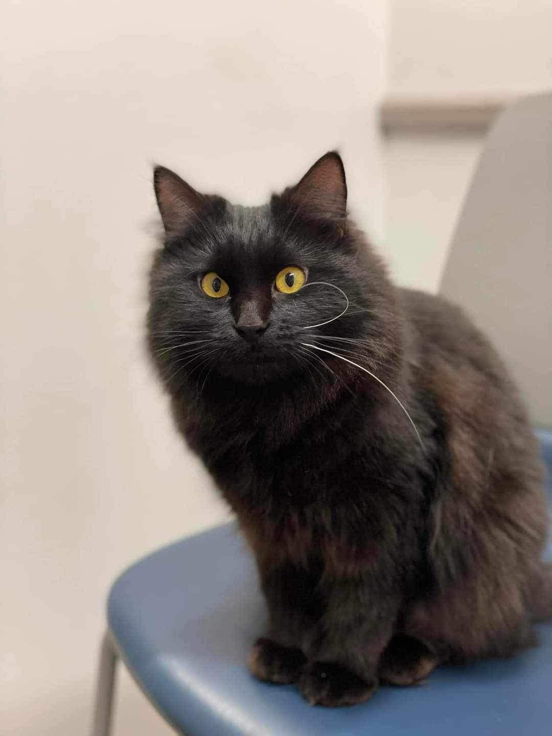 Enlarge Edalyn, a Adopted mixed breed in Blaine, MN image 1/2