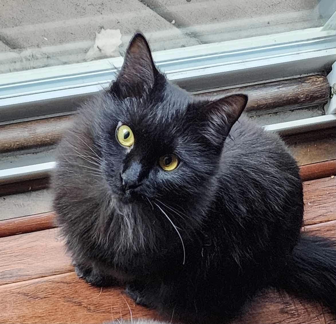 Enlarge Edalyn, a Adopted mixed breed in Blaine, MN image 2/2