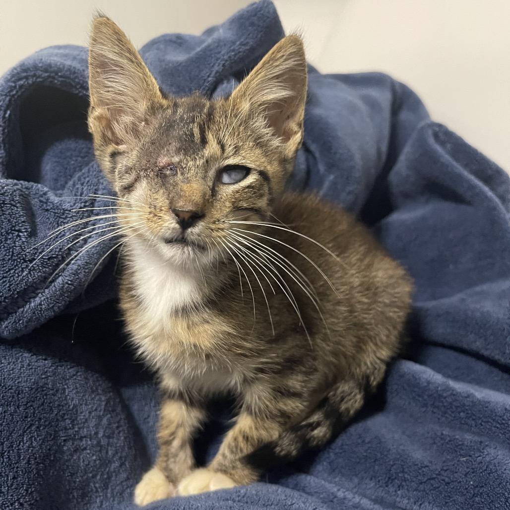 Enlarge Chester C., a Adoptable Domestic Short Hair in Valdosta , GA image 1/4
