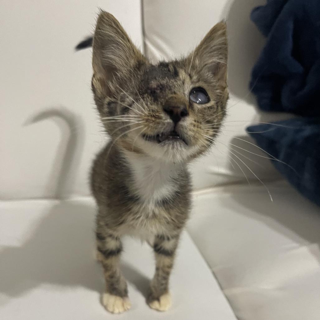 Enlarge Chester C., a Adoptable Domestic Short Hair in Valdosta , GA image 2/4