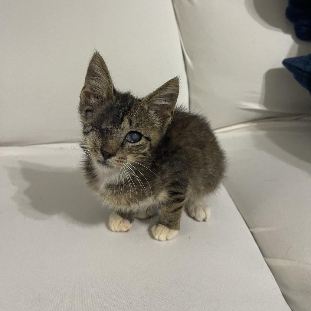 Enlarge Chester C., a Adoptable Domestic Short Hair in Valdosta , GA image 3/4