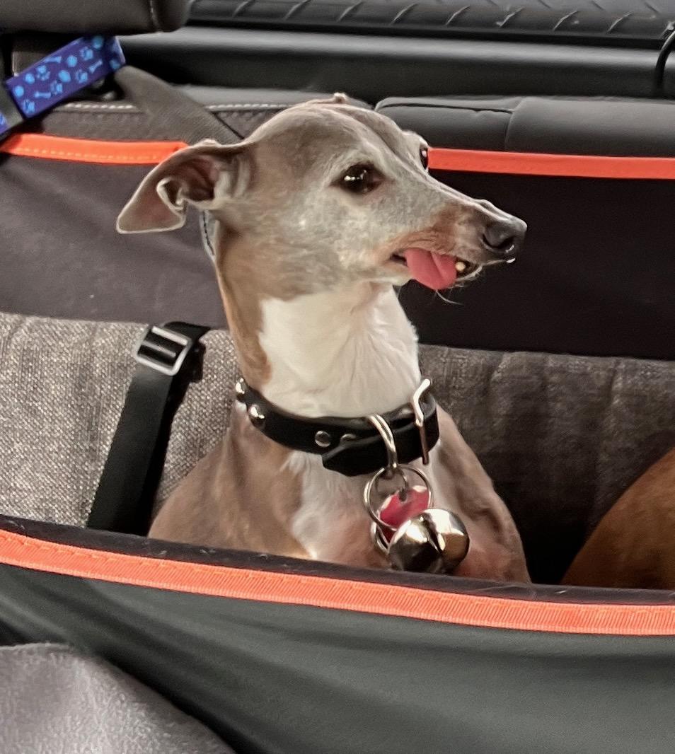 Enlarge Jetson, an adopted Italian Greyhound in Las Vegas, NV image 1/2