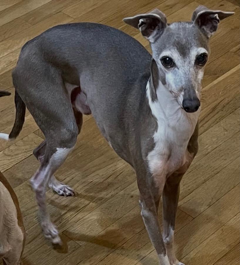 Enlarge Jetson, an adopted Italian Greyhound in Las Vegas, NV image 2/2