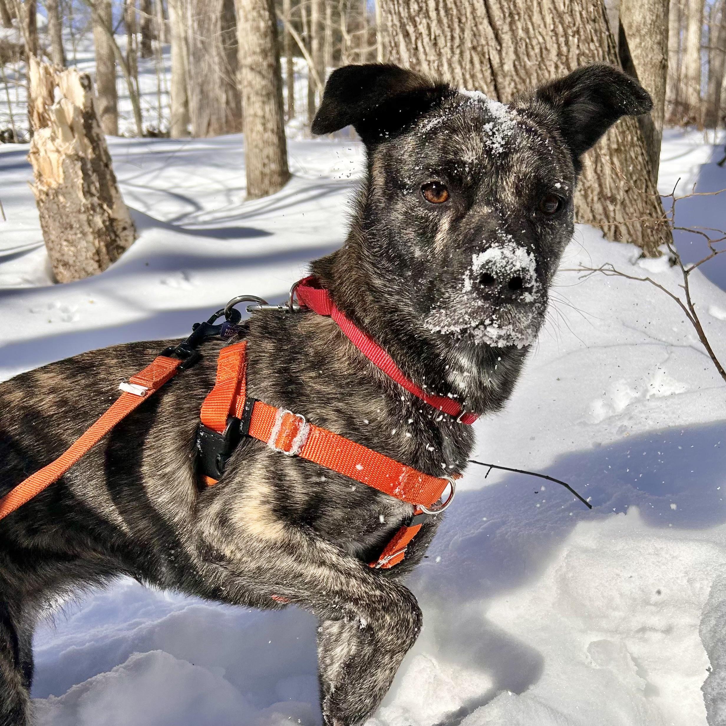 Enlarge Firestarter, a Adoptable mixed breed in Brooklyn, NY image 1/6