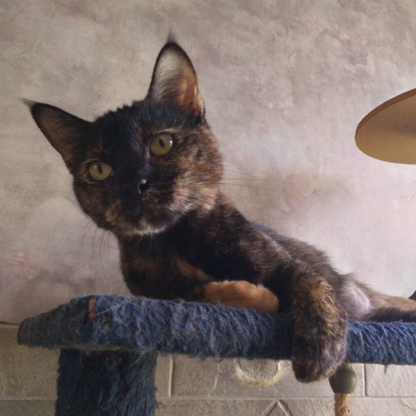 Enlarge Ursula, a Adoptable Domestic Short Hair in Seguin, TX image 2/4