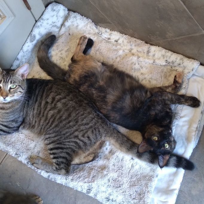 Enlarge Ursula, a Adoptable Domestic Short Hair in Seguin, TX image 3/4