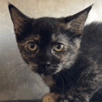 Enlarge Ursula, a Adoptable Domestic Short Hair in Seguin, TX image 4/4