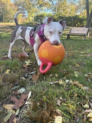 Anita Collar, a Adoptable mixed breed in Gloucester, MA image 1/2