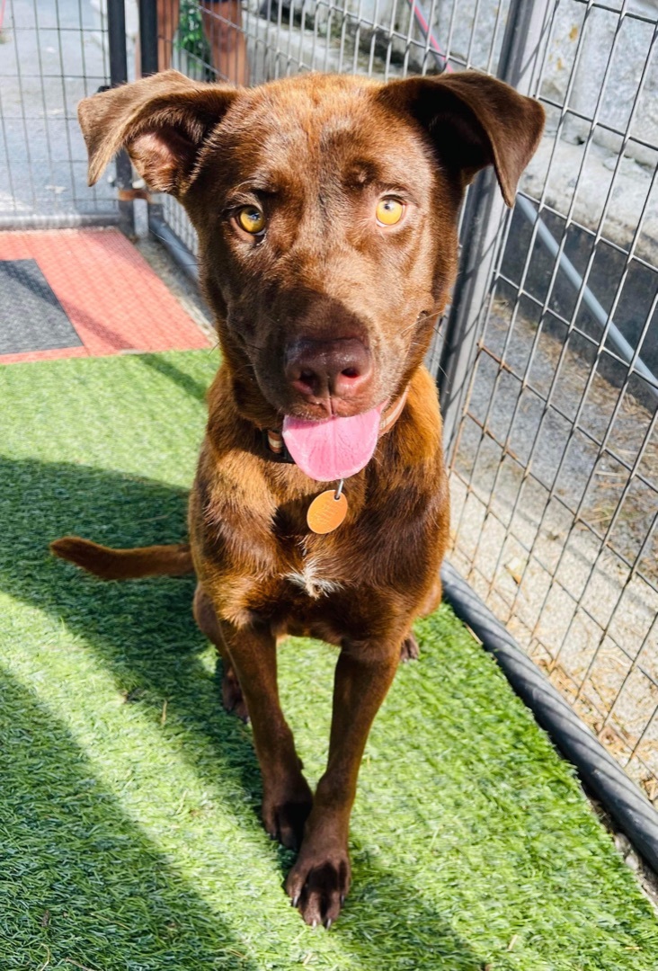 Hershey, an adoptable Chesapeake Bay Retriever, Labrador Retriever in Hopkinsville, KY, 42240 | Photo Image 2