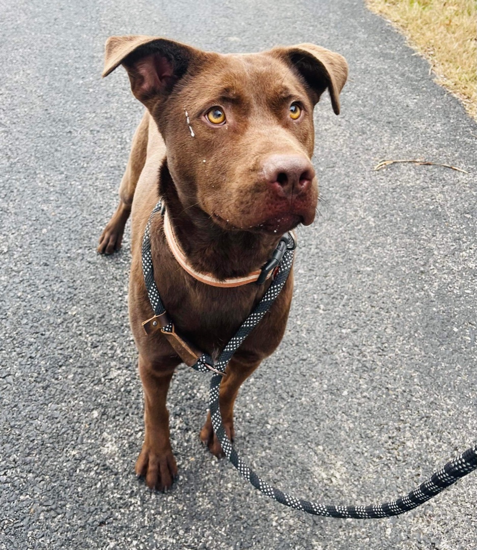 Hershey, an adoptable Chesapeake Bay Retriever, Labrador Retriever in Hopkinsville, KY, 42240 | Photo Image 3