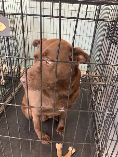 Hershey, Adoptable, Adult Female Chesapeake Bay Retriever & Labrador Retriever.