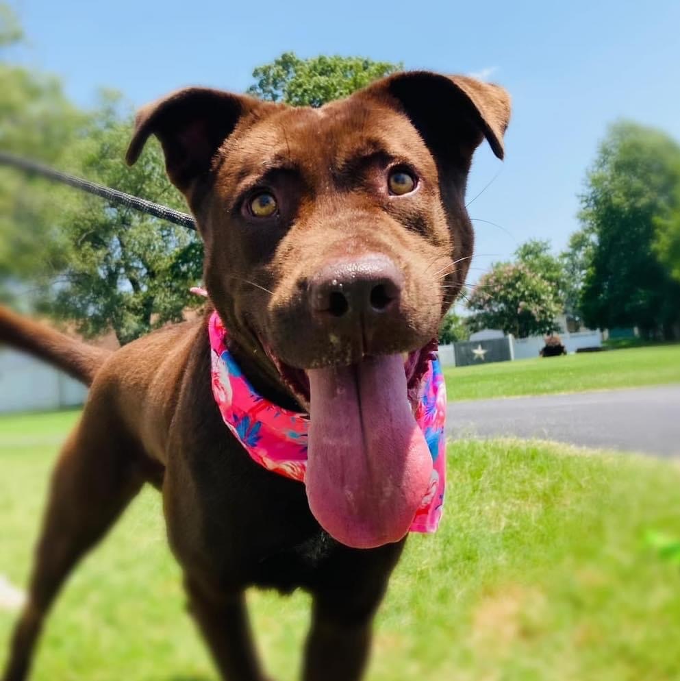 Hershey, Adult Female Chesapeake Bay Retriever
