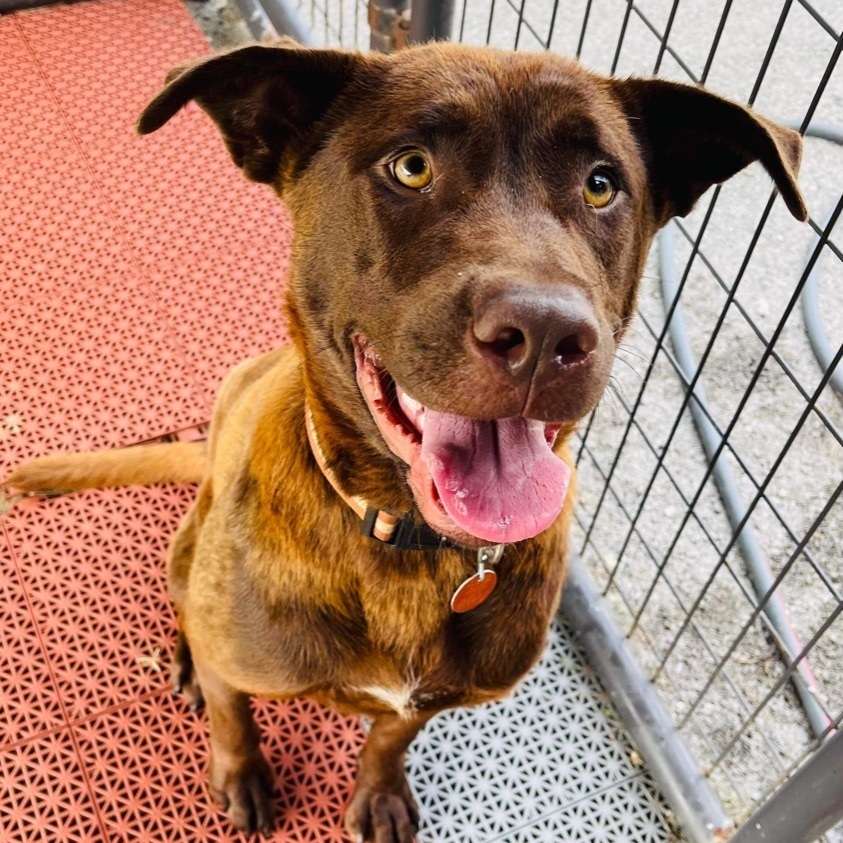 Hershey, an adoptable Chesapeake Bay Retriever, Labrador Retriever in Hopkinsville, KY, 42240 | Photo Image 5