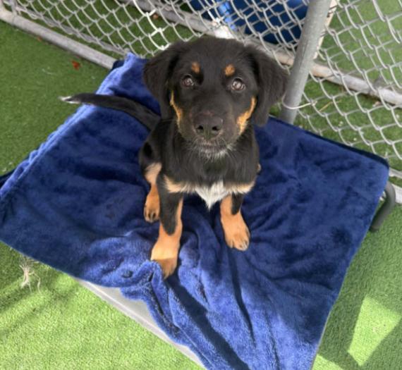 Enlarge Delaney - APPLICATIONS CLOSED, an adoption pending mixed breed in Vancouver, BC image 4/4