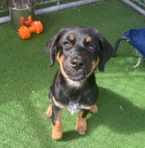 Enlarge Delaney - APPLICATIONS CLOSED, an adoption pending mixed breed in Vancouver, BC image 1/4