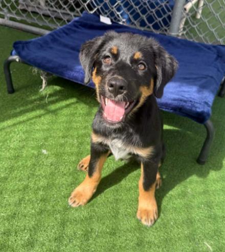 Enlarge Delaney - APPLICATIONS CLOSED, an adoption pending mixed breed in Vancouver, BC image 2/4