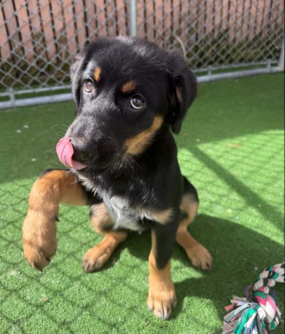 Enlarge Delaney - APPLICATIONS CLOSED, an adoption pending mixed breed in Vancouver, BC image 3/4