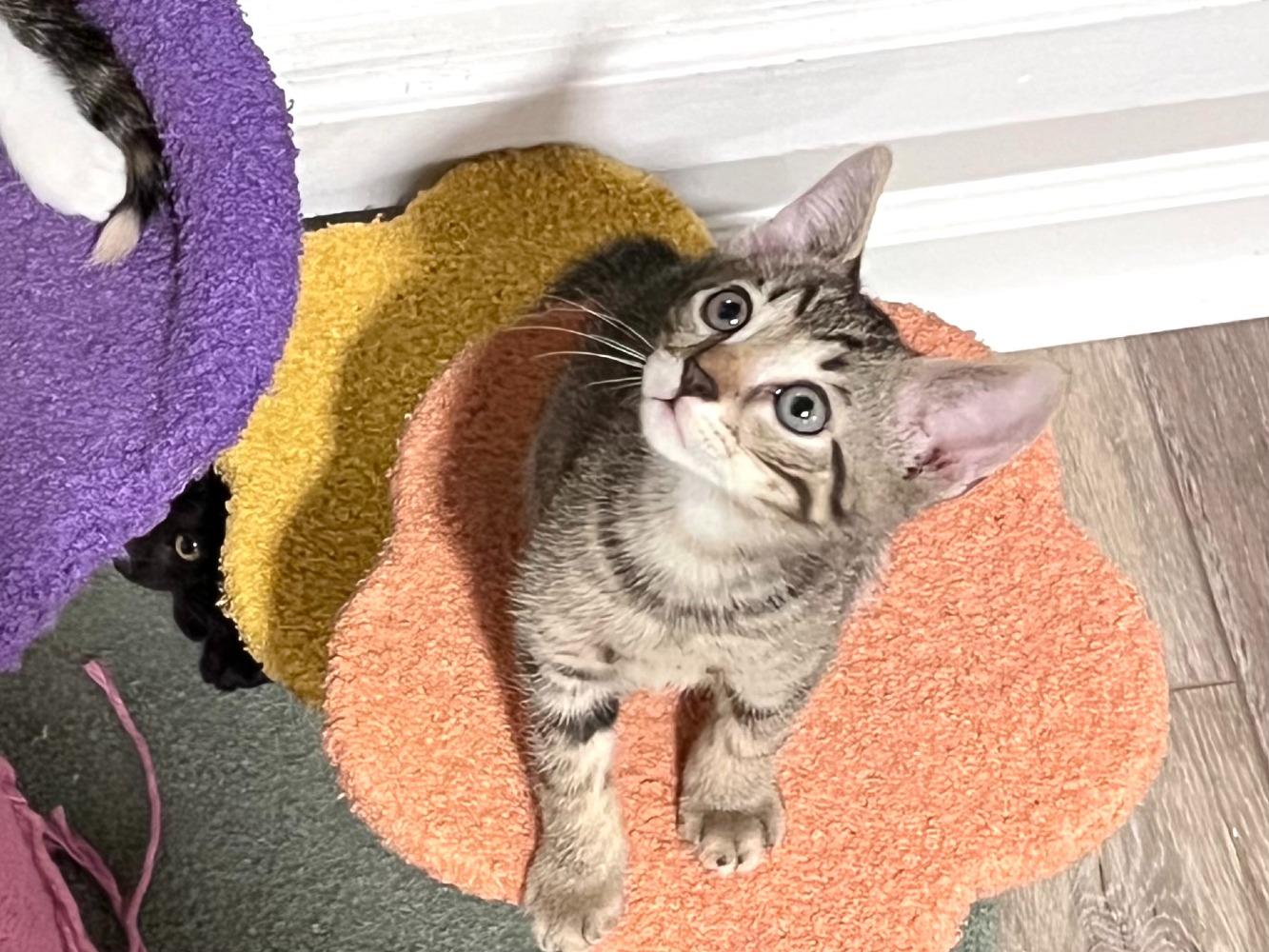 Enlarge Marmite, a Adoptable Domestic Short Hair in Moncks Corner, SC image 2/5