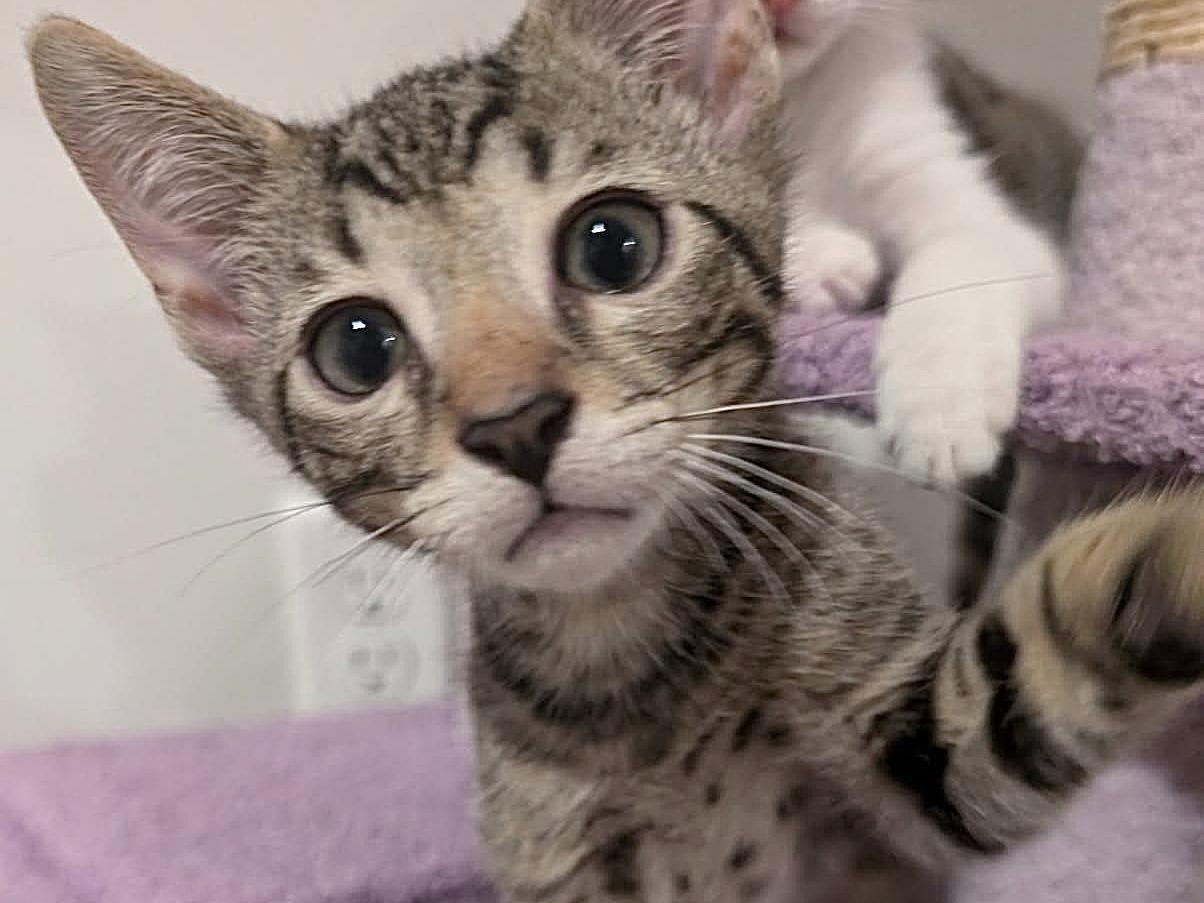 Enlarge Marmite, a Adoptable Domestic Short Hair in Moncks Corner, SC image 5/5