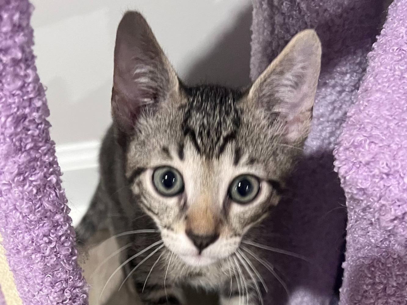 Enlarge Marmite, a Adoptable Domestic Short Hair in Moncks Corner, SC image 3/5