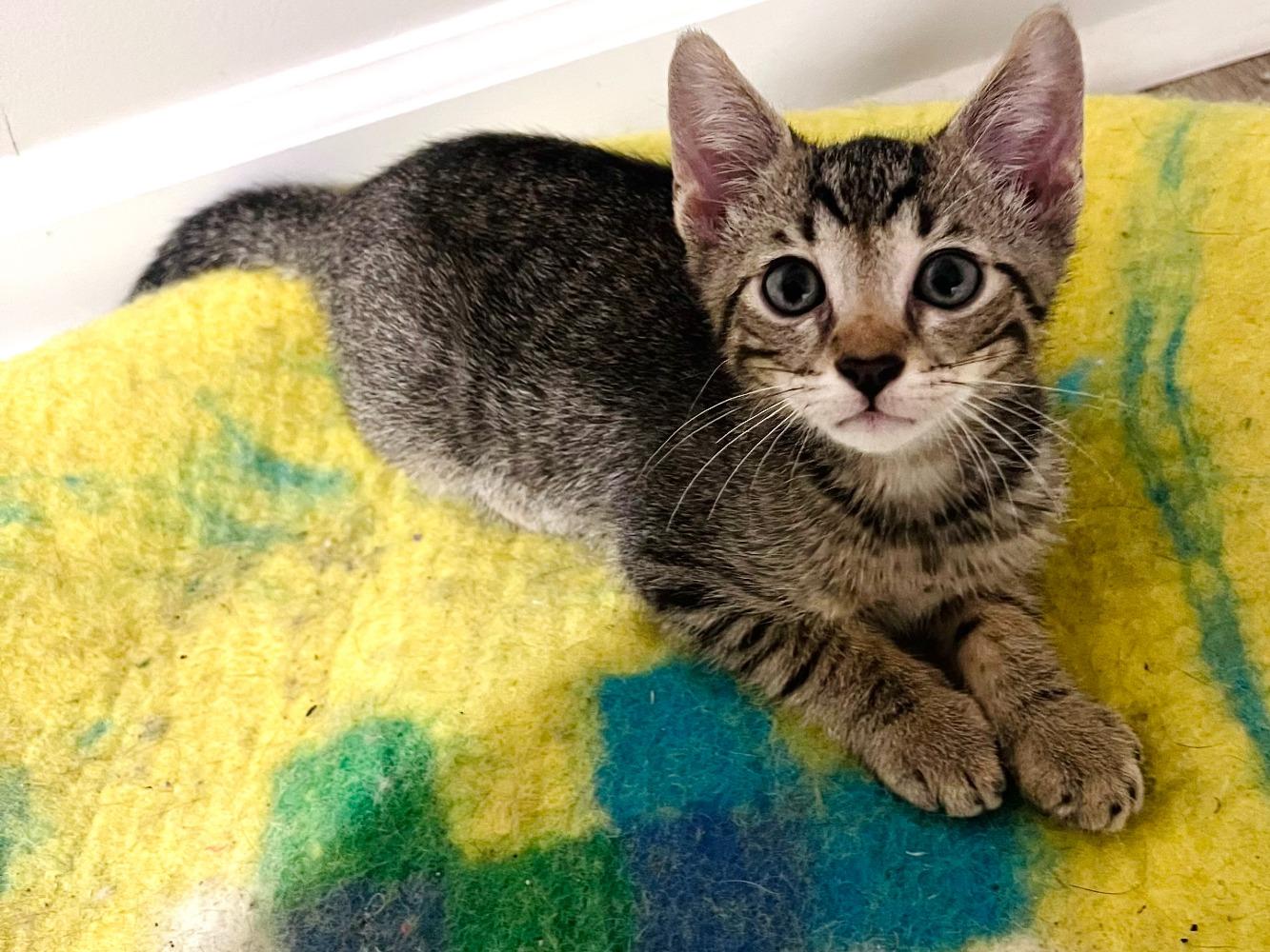 Marmite, Adoptable, Young Male Domestic Short Hair.
