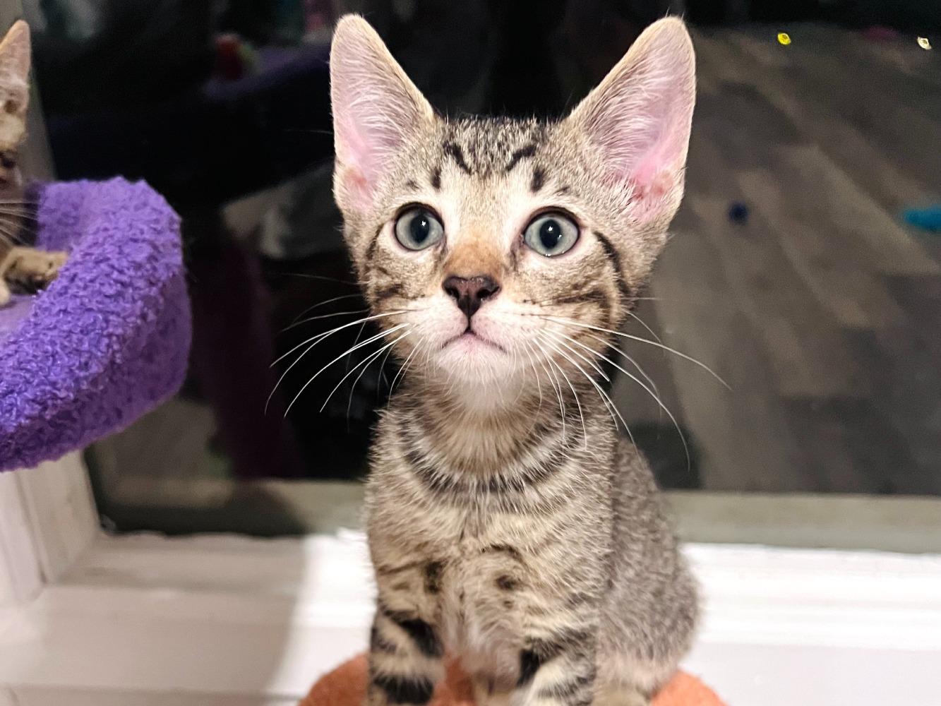 Enlarge Marmite, a Adoptable Domestic Short Hair in Moncks Corner, SC image 4/5