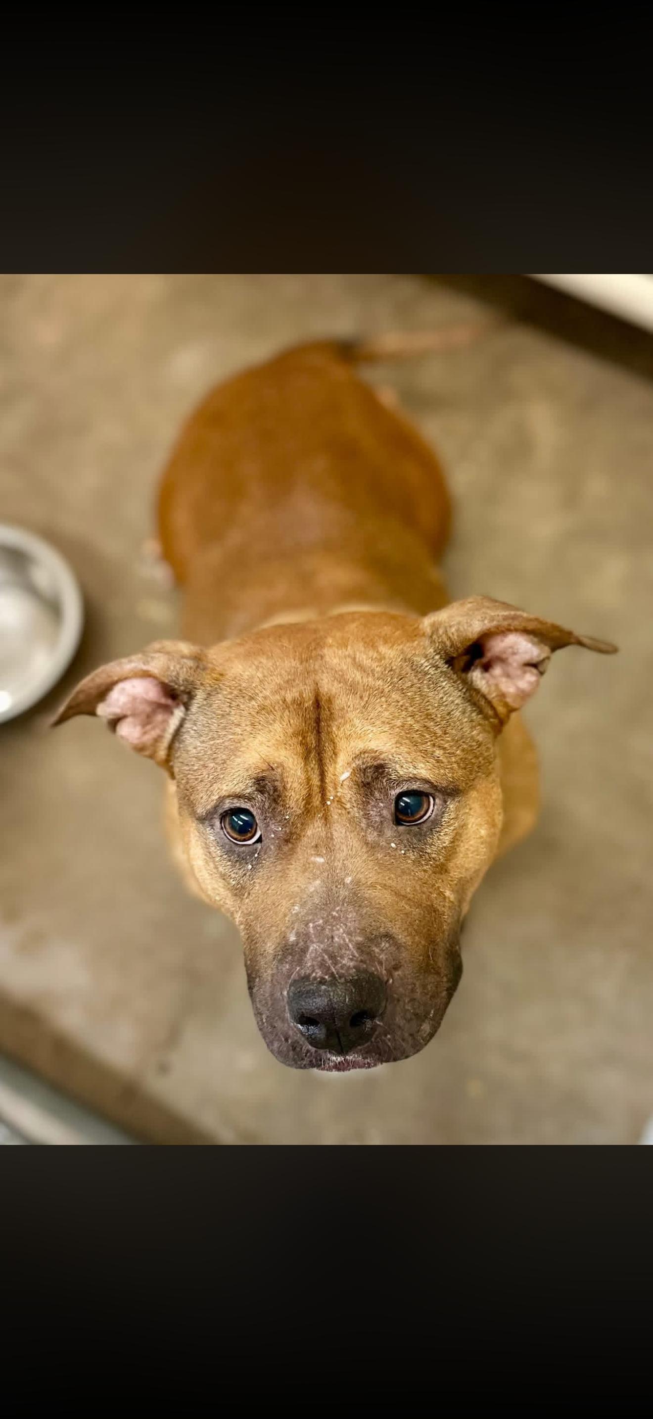 Enlarge Moondust, a ADOPTABLE Pit Bull Terrier in Sherman, TX image 1/1