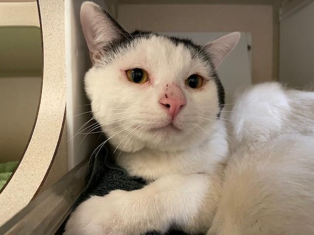 BABY PATRICK, Adoptable, Adult Male Domestic Short Hair.