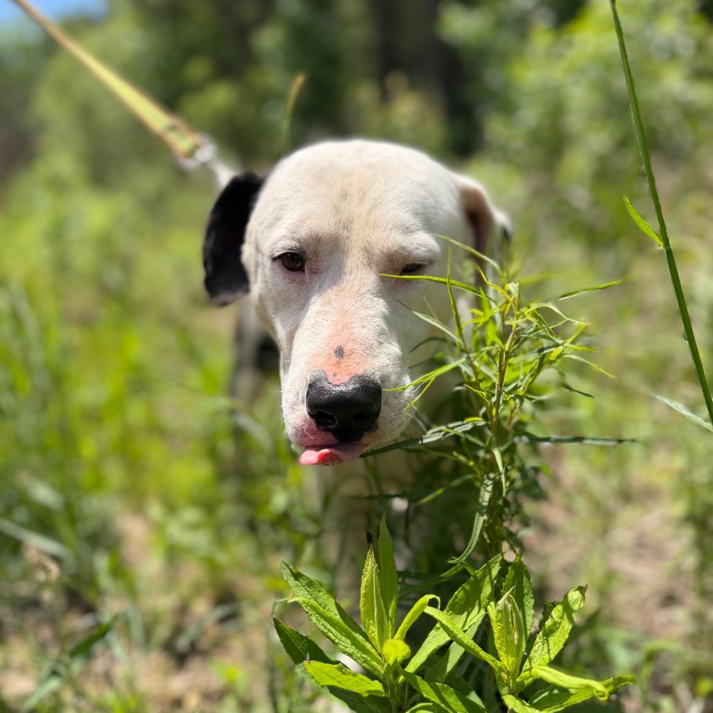 Salami, a Adoptable Labrador Retriever in North Charleston, SC image 3/6