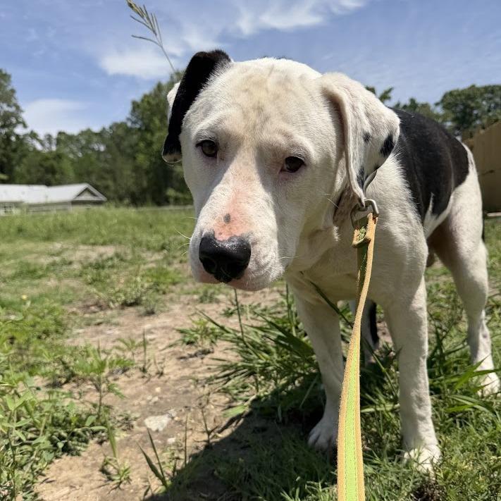 Salami, a Adoptable Labrador Retriever in North Charleston, SC image 5/6