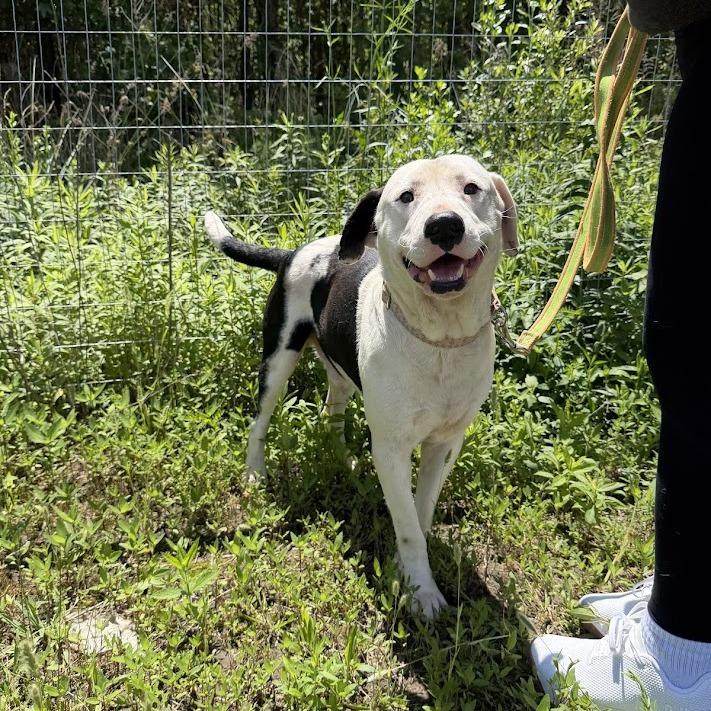Salami, a Adoptable Labrador Retriever in North Charleston, SC image 6/6